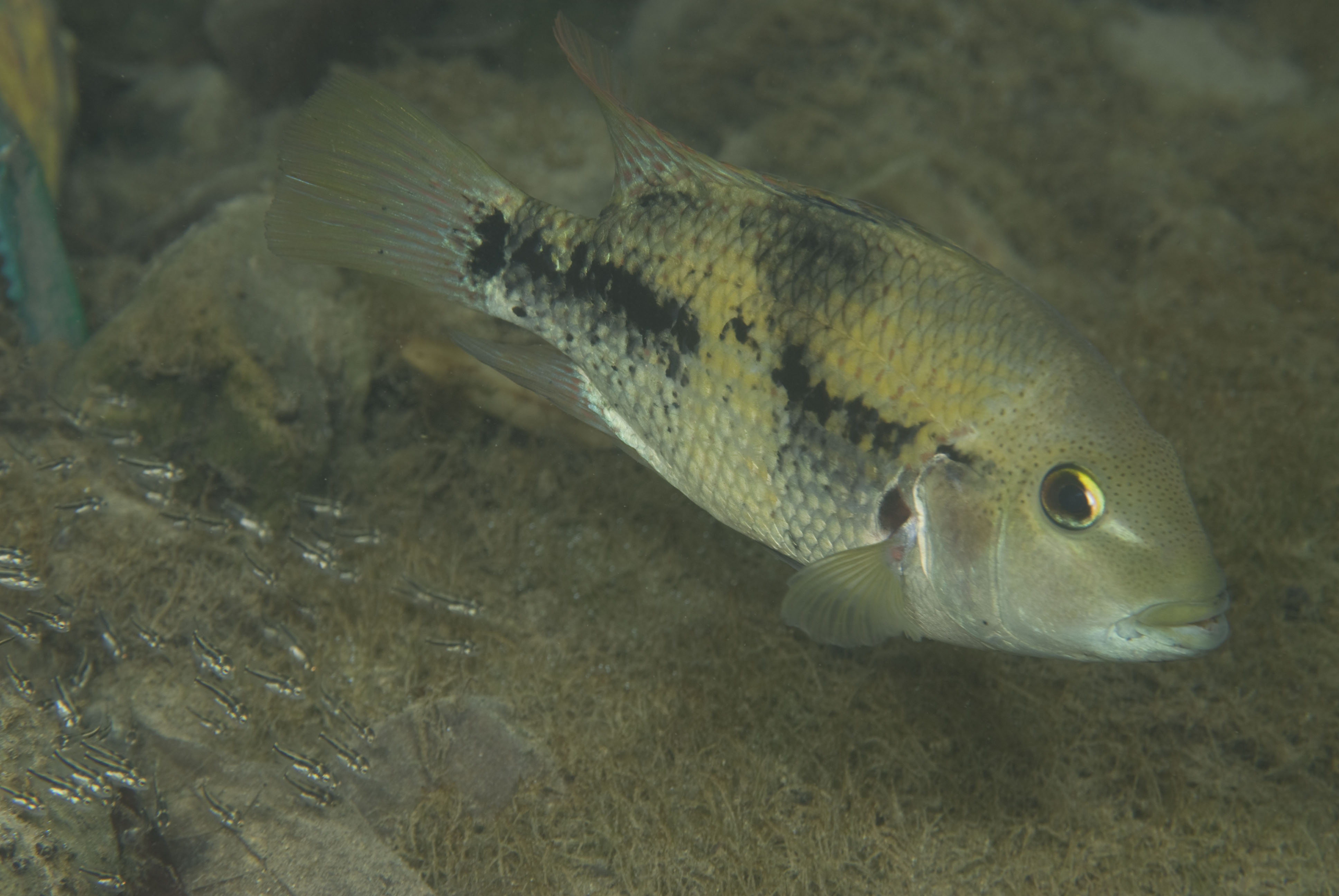 Nosferatu (Herichthys) pantostictus with fry; Photographed in Panuco drainage of Mexico by Rusty Wessel